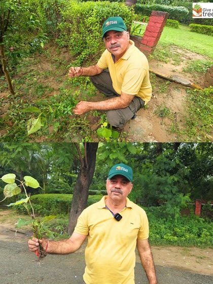 A team member holds up a Peepal sapling that was carefully extracted during our rescue drive. By saving naturally occurring saplings, we ensure that valuable native plants are not wasted.