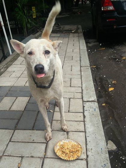 A picture from today's street feeding where I fed 18 dogs. This one is sticking his tongue out, happy and satisfied after his meal.
