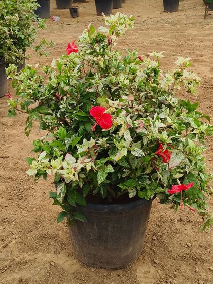 This is the Hibiscus Tricolour, a unique variety with variegated green and white leaves and bright red flowers. It's a beautiful and unusual shrub for any garden.