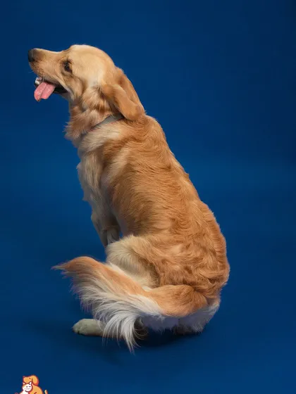 A handsome Golden Retriever posing against a classic blue backdrop. Our studio portraits are designed to capture the noble and gentle nature of your dog in a clean, artistic setting.