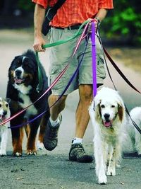 Professional Dog Walking