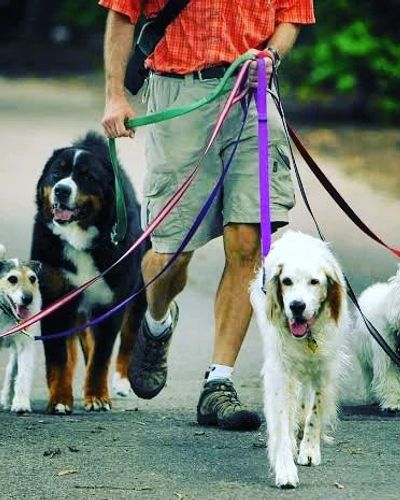 Professional Dog Walking