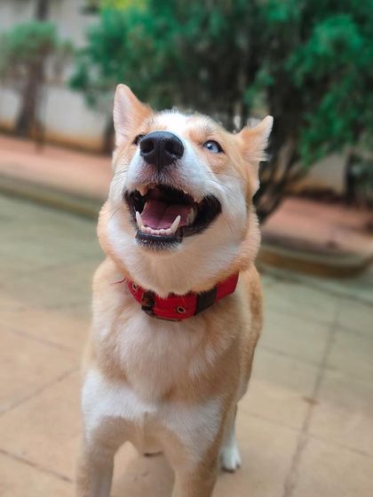 Stay - Dog Daycare Happy Faces of Stay photo 15