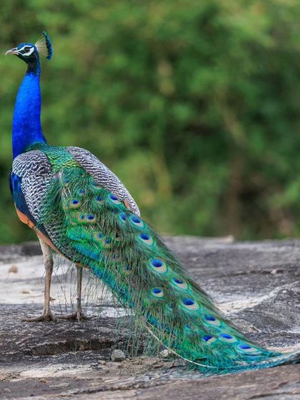 A peacock stands elegantly, its long, iridescent train trailing behind it. Each feather is flawed, but together they create something of incredible beauty.