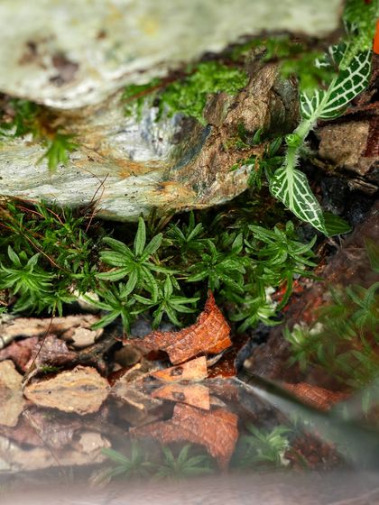 Geometric & Sculptural Terrariums photo 9