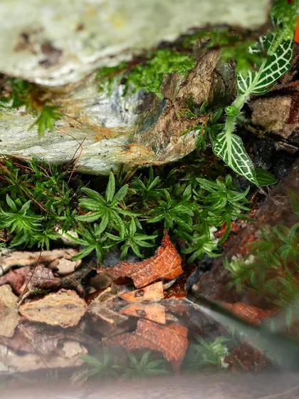 A close-up of the forest floor inside the terrarium, with fallen leaves and different types of moss. This level of detail helps create a truly realistic miniature world.