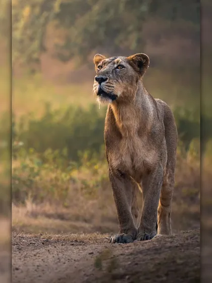 A lioness stands alert, her gaze fixed on the horizon. Her powerful stance and focused expression showcase the protective and watchful nature of the pride's huntress.