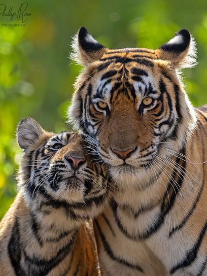 A truly touching moment between a tigress and her cub in Ranthambore. Patience is key to capturing these intimate family bonds, which are a highlight of any tiger safari.