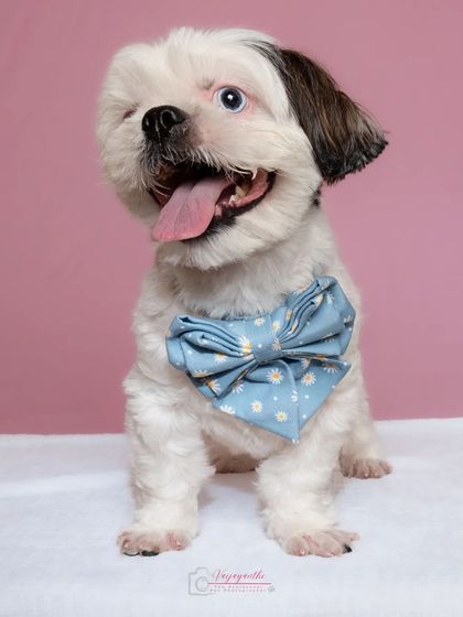 Shiro the Shih Tzu looking dapper in his blue bow. The studio setting is perfect for these clean, fashionable pet portraits.