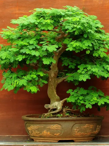 This mature Raintree bonsai is a true statement piece, carefully trained over years. It’s a living sculpture that brings a sense of calm and history into a home or office.
