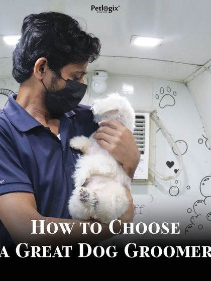 How do you choose a great dog groomer? Look for experience, patience, cleanliness, and good communication. Our team embodies all these qualities.