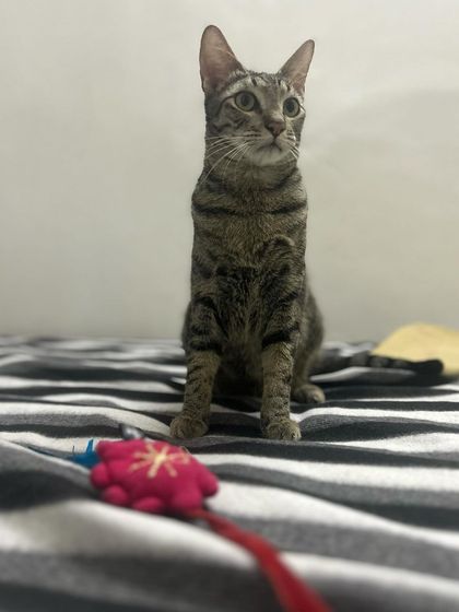 Shin Chan, a handsome tabby, posing with his favorite toy. Providing familiar items or new toys can help a cat settle in for their holiday.