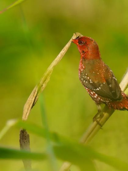 A sharp portrait of the Red Avadavat holding nesting material, set against a soft green background.