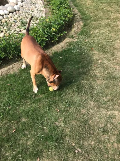 Simba is having a blast playing fetch in our playground. Simple games like this provide great mental and physical stimulation, and our staff is always ready to join in the fun.