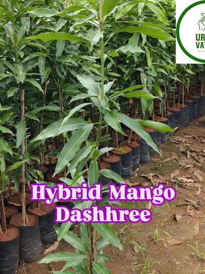 A healthy hybrid Dashree mango plant, perfect for starting your own mango tree.