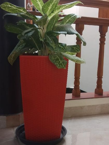 Make My Garden - Nursery & Gardening Store (Retail) Indoor & Air Purifying Plants photo 15