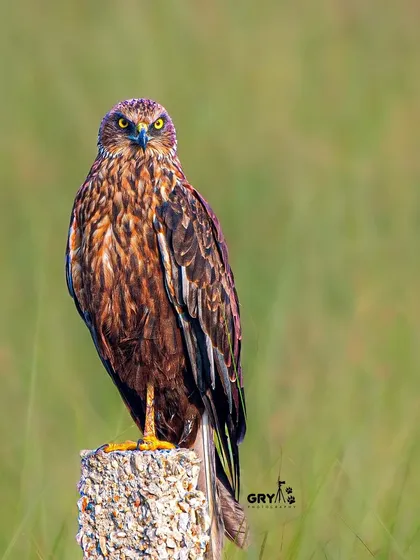 A Eurasian Marsh Harrier stands alert on a post, its piercing gaze demonstrating the focus of a true raptor. This image is a classic example of a predator portrait.