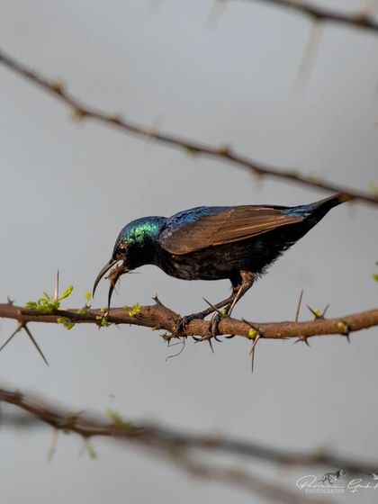 The Purple Sunbird eating its catch.