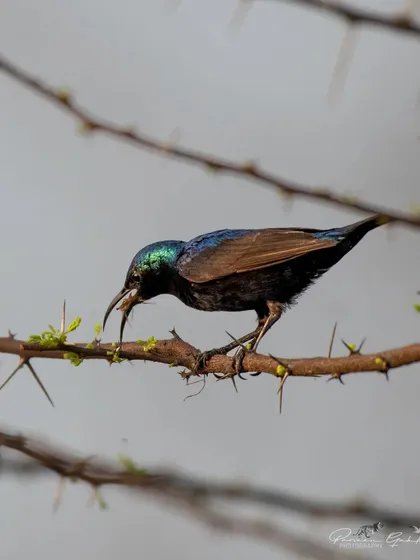 The Purple Sunbird eating its catch.