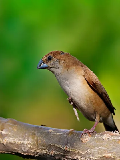 An Indian Silverbill stands on a thick, textured branch. The simple composition and soft background highlight the bird's form and its distinctively shaped beak.