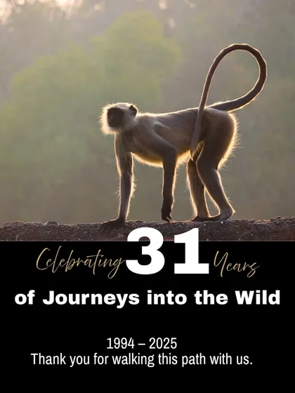 This poster marks our 31st anniversary with an image of a Hanuman Langur, a common yet integral part of India's wildlife. We thank everyone who has walked this wild path with us since 1994.