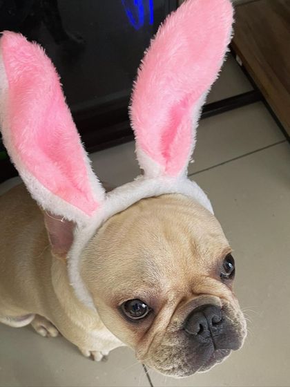 We Care Pet Creche - Home Dog Boarding Playtime & Fun photo 21