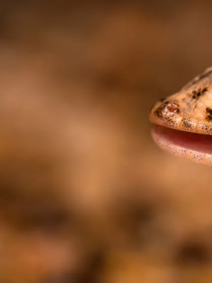 An extreme close-up of a gecko, capturing the moment it licks its eye. Macro photography reveals behaviors and details that are impossible to see otherwise.