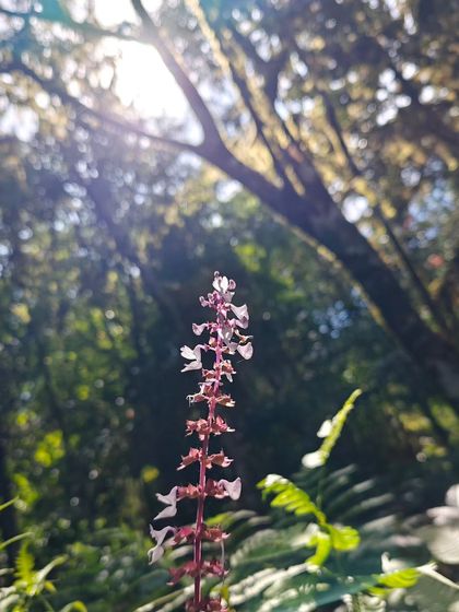 A close-up of a beautiful wildflower found in the Shola forests.