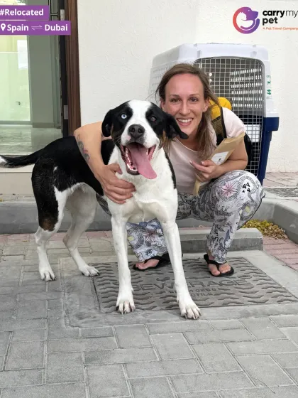 Teiko's happy face says it all. This beautiful dog with heterochromia is all smiles after arriving safely in Dubai from Spain.