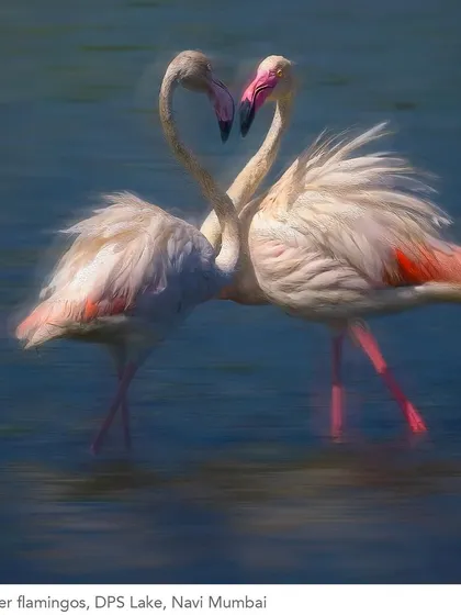 A painterly rendition of a flamingo couple forming a heart, captured at DPS Lake. I use artistic edits to enhance the emotion and dreamlike quality of such moments, creating fine art that speaks to the soul.