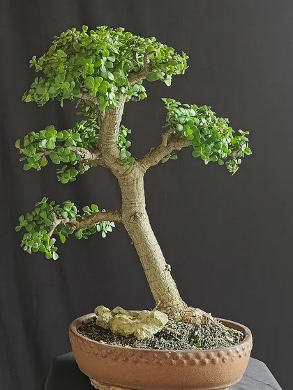 A windswept Jade bonsai, its branches trained to create a sense of motion. This style is inspired by trees growing in harsh, windy environments.