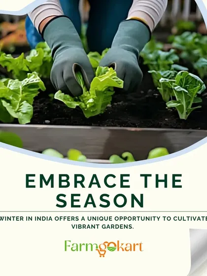 Embrace the season! Winter in India offers a unique opportunity to cultivate vibrant gardens, as the cooler temperatures are ideal for many plants.