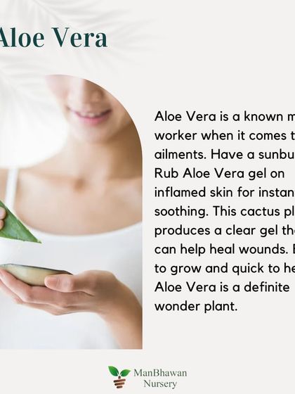 Skincare Plant 5: Aloe Vera. Aloe Vera is a known miracle worker for skin ailments. The clear gel from its leaves can heal wounds and provide instant soothing for sunburns.