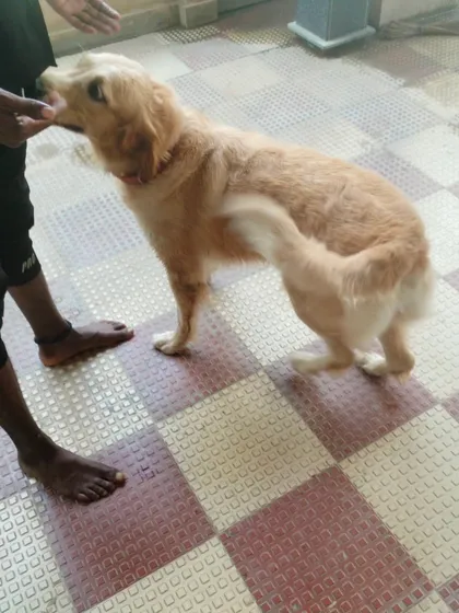 A duplicate image showing the gentle interaction I have with large breeds to ensure they are comfortable.