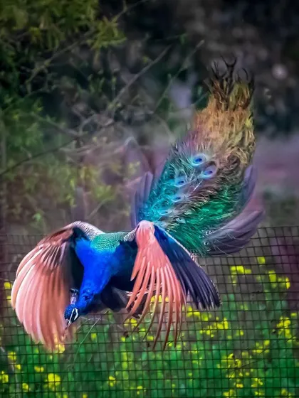 A peacock captured mid-flight as it descends, its colorful train flowing behind it. This action shot freezes a moment of incredible grace and power.