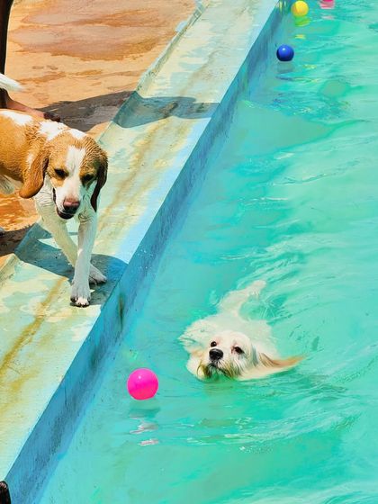 Fluffy Paws Pet Resort - Dog Park & Swimming Pool Splash & Swim: Our Human-Friendly Pool photo 16