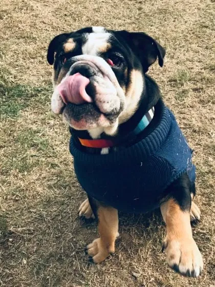 A perfect tongue out Thursday from this adorable English Bulldog, looking dapper in his blue sweater.