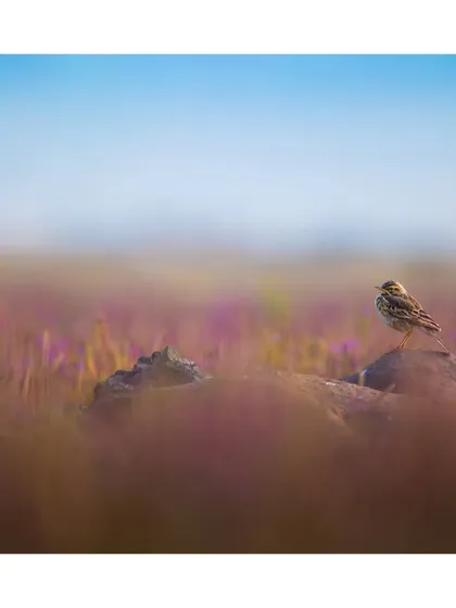Amidst the foggy landscapes of Maharashtra, the world felt like a dream. Sometimes, it’s not about the subject but the atmosphere that tells the story.