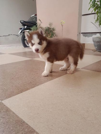 The red male Siberian Husky puppy standing on his own, showing his sturdy body and alert posture. He is already exploring his world with confidence.