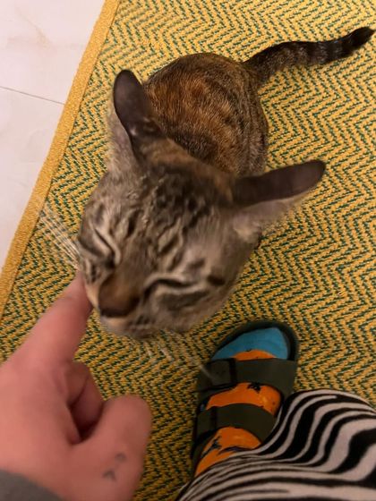 Getting a head boop from Ms. Shifu is the highest honor. It's their way of saying "I accept you into my circle of trust."