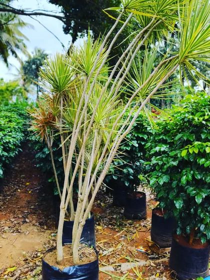 Another look at the quality of Dracaena plants I provide. These are tall and have beautiful variegated leaves, perfect for adding height and texture to your garden design.
