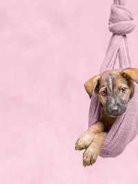 Animal Rescue & Advocacy Photography