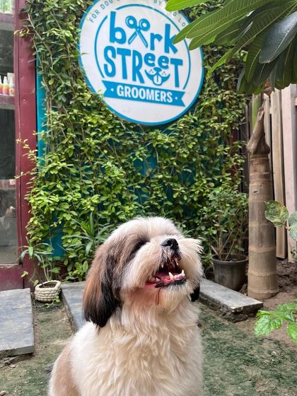 A happy smile after a fresh haircut. Our full grooming menu includes tick and flea treatments, nail clipping, ear cleaning, teeth care, paw massages, and spa therapies.