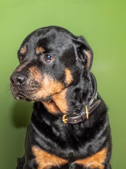A thoughtful side profile of Jag. The studio lighting carves out his features, creating a strong and dignified portrait.