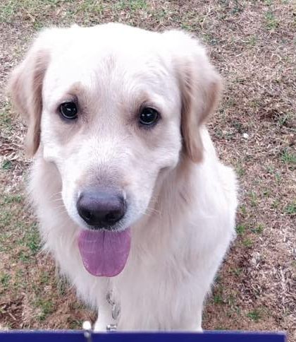 K9 Gurukul - Dog Obedience & Behavior Training More Moments from Our Journey photo 12