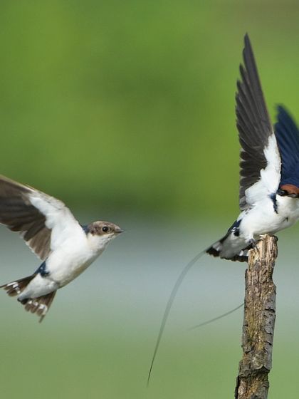 A pair of Wire-tailed Swallows interacting mid-air. One is landing while the other takes flight, a perfectly timed action shot.