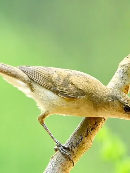 This Blyth's Reed Warbler appeared right outside my bedroom window. It was a simple, magical encounter that reminded me how nature can surprise us with moments of beauty when we least expect it.