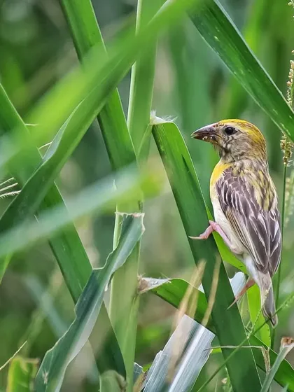 A Baya Weaver foraging in a field of crops. These small birds are a common sight in the grasslands and agricultural fields of my native village.