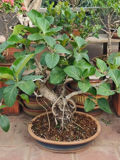 A Banyan bonsai with developing aerial roots, set in a wide pot to encourage their spread. This tree is on its journey to becoming a majestic miniature banyan.