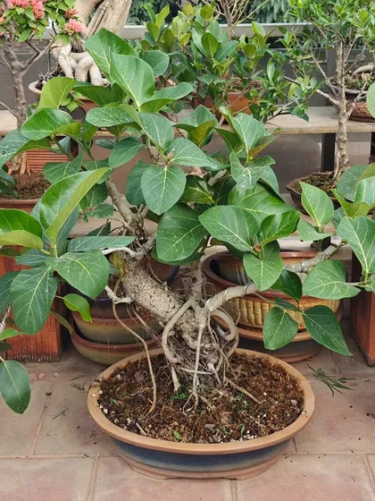 A Banyan bonsai with developing aerial roots, set in a wide pot to encourage their spread. This tree is on its journey to becoming a majestic miniature banyan.